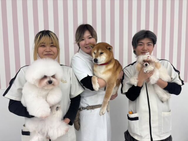 本日は現役のカリスマトリマーのＭ先生が指導に来てくださりました✨

今日は色々なワンちゃんをトリミングしました✂️🫧

グルーミング犬種やトリミング犬種、様々なワンちゃんに苦戦しながらも頑張りました👏✨

本日もありがとうございました。
次回もまたよろしくお願いします🥰
🐾
🐾
🐾
#いばらきどうぶつ専門学校 #いばらき動物専門学院 #動物専門学校 #いばどう 土浦市 トリマー ドッグトレーナー 動物看護師 動物臨床助士 飼育員 ライセンス取得 実習 パートナードッグ 可愛い iASC いば動 茨城 動物 専門 学校 犬 個別面談 体験会 現役のプロから教わる授業トイ・プードルプードルトイプー