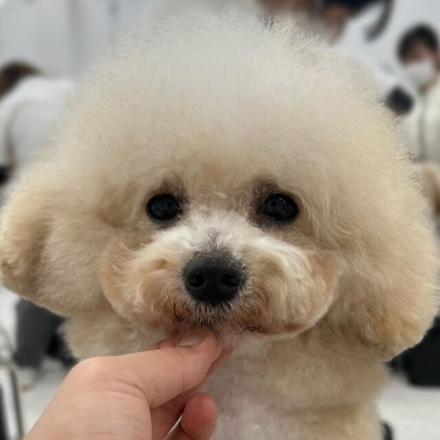 #今日の美容実習のワンちゃん 🐶

#トイプードル の「くん」君🧚‍♂️
おっとり坊や👦にメロメロです(ᐡ- ̫ - ꜀ ᐡ)
⁡
⁡ 🐾⁡
⁡🐾⁡
⁡#いばらきどうぶつ専門学校 #いばらき動物専門学院 #動物専門学校 動物 トリマー ドッグトレーナー 家庭犬訓練士 動物看護師 動物臨床助士 飼育員 🐶 dog doglovers 土浦 土浦駅 水戸 水戸動物専門学校  つくば 日立 担当犬 パートナードッグ 犬 かわいい⁡⁡