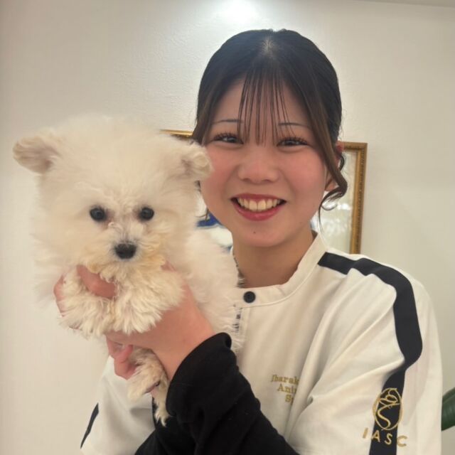 #担当犬 🐶が来ました🌟

#ビションフリーゼ の『ある』くん®️
⁡
ふわふわもふもふ︎💕︎
メロメロです🤭💭
🐾
🐾
🐾
#いばらきどうぶつ専門学校 #いばらき動物専門学院 #動物専門学校 動物 トリマー ドッグトレーナー 家庭犬訓練士 動物看護師 動物臨床助士 飼育員 🐶 dog doglover 土浦 土浦駅 水戸 水戸動物専門学校  つくば 日立 担当犬 パートナードッグ 犬 かわいい⁡⁡オンリーワンちゃん