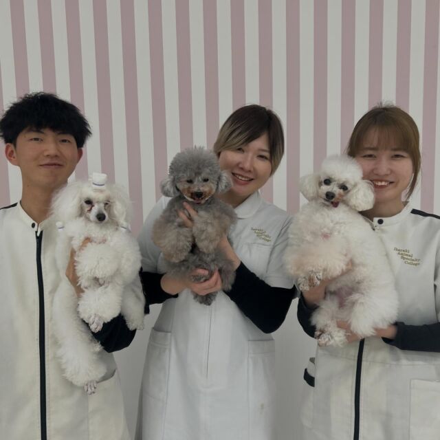 本日は昨日に続き現役のカリスマトリマーのＭ先生が指導に来てくださりました✨
⁡
パピーショー犬のトリミングや
ハンドリングのご指導もしていただきました🥲︎💕︎
⁡
今日は学生時代の担当犬 「モーキー」ちゃんと相棒「マップ」ちゃんも一緒でした🥰

本日もありがとうございました。
次回もまたよろしくお願いします🥰
🐾
🐾
🐾
#いばらきどうぶつ専門学校 #いばらき動物専門学院 #動物専門学校 #いばどう 土浦市 トリマー ドッグトレーナー 動物看護師 動物臨床助士 飼育員 ライセンス取得 実習 パートナードッグ 可愛い iASC いば動 茨城 動物 専門 学校 犬 個別面談 体験会