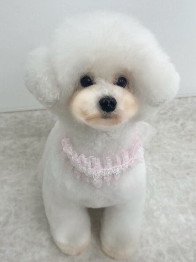 #今日の美容実習のワンちゃん 🐶

#トイプードル の「ジャル」ちゃん🍼
学生手作りチョーカーをつけてじゃじゃーん📸︎💕︎

⁡
⁡ 🐾⁡
⁡🐾⁡
⁡#いばらきどうぶつ専門学校 #いばらき動物専門学院 #動物専門学校 動物 トリマー ドッグトレーナー 家庭犬訓練士 動物看護師 動物臨床助士 飼育員 🐶 dog doglovers 土浦 土浦駅 水戸 水戸動物専門学校  つくば 日立 担当犬 パートナードッグ 犬 かわいい⁡⁡