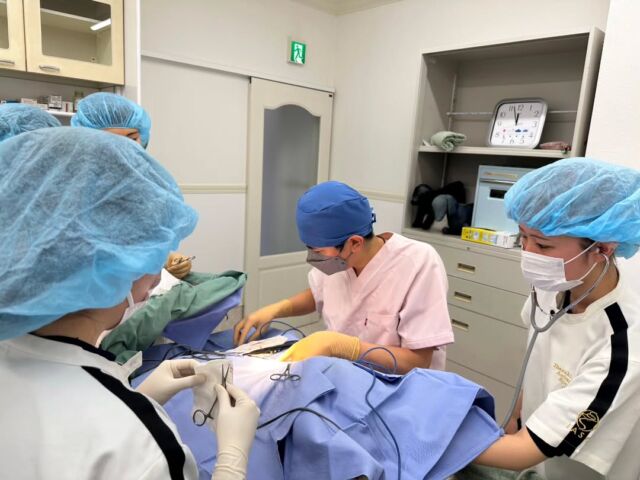 本日は獣医師I先生と動物看護師M先生による #避妊手術 と去勢手術実習を行いました✨ ⁡
⁡
麻酔が効きにくい子のポイントや詳しい手術器具の使い方等を詳しく丁寧に教えていただきました🩺🧬

みんな今日もお疲れ様でした💕

I 先生、M先生、今日もありがとうございました💕
次回もよろしくお願いいたします🙇
🐾
 🐾
 🐾
 #いばらきどうぶつ専門学校 #いばらき動物専門学院 #動物専門学校 #いばどう 土浦市 トリマー ドッグトレーナー 動物看護師 動物臨床助士 飼育員 ライセンス取得 実習 パートナードッグ 可愛い iASC いば動 茨城 動物 専門 学校 犬 オープンキャンパス 個別面談 体験会 水戸動物専門学校 現役のプロから教わる授業 動物病院