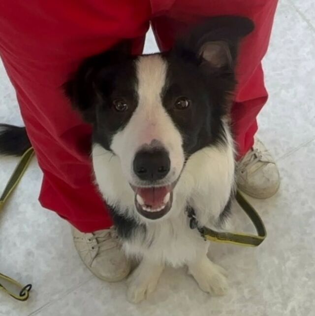 #今日の訓練実習のワンちゃん🐶

#ボーダーコリー の「シェフ」くん👨‍🍳

センターポジションでにっこり😀
🐾⁡
⁡ 🐾⁡
⁡🐾⁡
⁡#いばらきどうぶつ専門学校 #いばらき動物専門学院 #動物専門学校 動物 トリマー ドッグトレーナー 家庭犬訓練士 動物看護師 動物臨床助士 飼育員 🐶 dog doglovers 土浦 土浦駅 水戸 水戸動物専門学校  つくば 日立 担当犬 パートナードッグ 犬 かわいい⁡⁡オンリーワンちゃん　ボーダーコリー