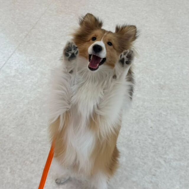 #今日の訓練実習のワンちゃん🐶

#シェットランドシープドッグ の「ティノ」くん🦖

基本訓練だけでなくトリックも習得中✨
🐾⁡
⁡ 🐾⁡
⁡🐾⁡
⁡#いばらきどうぶつ専門学校 #いばらき動物専門学院 #動物専門学校 動物 トリマー ドッグトレーナー 家庭犬訓練士 動物看護師 動物臨床助士 飼育員 🐶 dog doglovers 土浦 土浦駅 水戸 水戸動物専門学校  つくば 日立 担当犬 パートナードッグ 犬 かわいい⁡⁡オンリーワンちゃん　ボーダーコリー