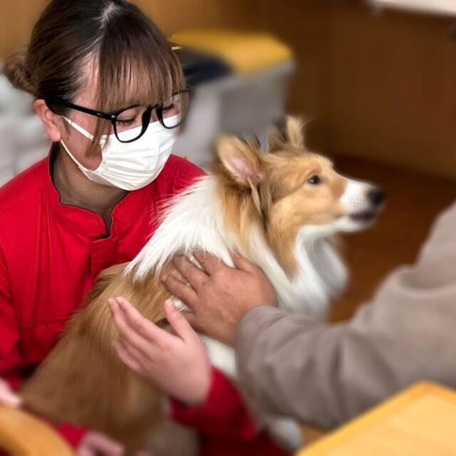 #アニマルセラピー 🐶🌼に行ってきました✨
　
ワンちゃん🐶が好きな方が多くいらっしゃったので、抱っこしてもらいいっぱい撫でてもらいました💕　

また癒やしをお届けに行きます✨

今日はありがとうございました🎶
またよろしくお願い致します🙇‍♀️
🐾
🐾
🐾⁡
⁡⁡⁡⁡⁡⁡#いばらきどうぶつ専門学校 #いばらき動物専門学院 #動物専門学校 #いばどう 土浦市 トリマー ドッグトレーナー 動物看護師 動物臨床助士 飼育員 ライセンス取得 実習 パートナードッグ 可愛い iASC いば動 茨城 動物 専門 学校 犬 オープンキャンパス⁡ 個別相談⁡ セラピー⁡  トイプードル