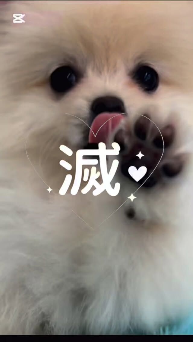 私の⁡ #担当犬 可愛すぎて滅🤦‍♀️💞
⁡
ポメラニアンの「つな」ちゃんです👼🏻
🐾
🐾
🐾
#いばらきどうぶつ専門学校 #いばらき動物専門学院 #動物専門学校 動物 トリマー ドッグトレーナー 家庭犬訓練士 動物看護師 動物臨床助士 飼育員 🐶 dog doglover 土浦 土浦駅 水戸 水戸動物専門学校  つくば 日立 担当犬 パートナードッグ 犬 かわいい⁡⁡オンリーワンちゃん ポメ ポメラニアン