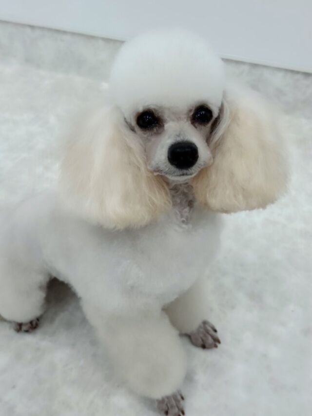 #今日の美容実習のワンちゃん 🐶

#トイプードル の「ビート」ちゃん👶🏻🎵
はむはむなお口がとっても可愛い🤭
⁡
⁡ 🐾⁡
⁡🐾⁡
⁡#いばらきどうぶつ専門学校 #いばらき動物専門学院 #動物専門学校 動物 トリマー ドッグトレーナー 家庭犬訓練士 動物看護師 動物臨床助士 飼育員 🐶 dog doglovers 土浦 土浦駅 水戸 水戸動物専門学校  つくば 日立 担当犬 パートナードッグ 犬 かわいい⁡⁡