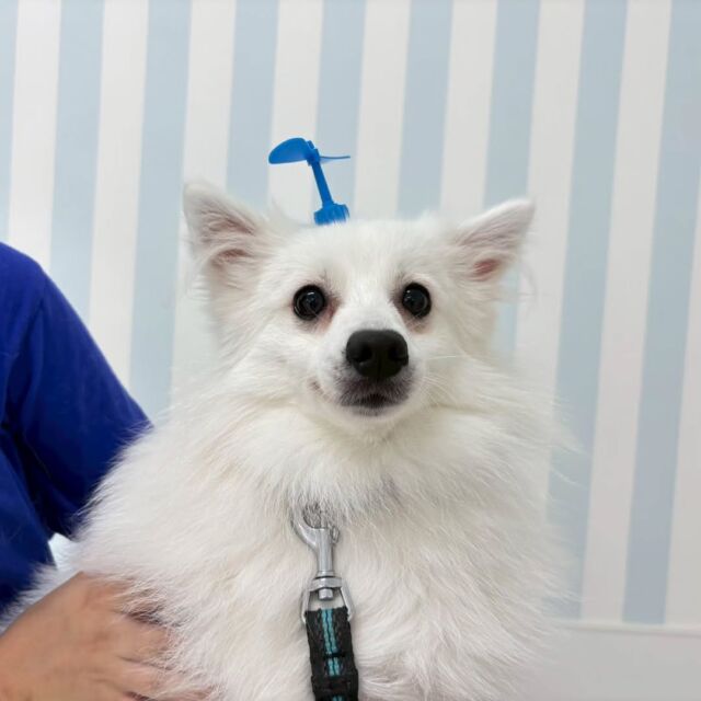 #今日の訓練実習のワンちゃん🐶

#日本スピッツ の「くう」ちゃん✨

とっても可愛い💕

🐾⁡
⁡ 🐾⁡
⁡🐾⁡
⁡#いばらきどうぶつ専門学校 #いばらき動物専門学院 #動物専門学校 動物 トリマー ドッグトレーナー 家庭犬訓練士 動物看護師 動物臨床助士 飼育員 🐶 dog doglovers 土浦 土浦駅 水戸 水戸動物専門学校  つくば 日立 担当犬 パートナードッグ 犬 かわいい⁡⁡オンリーワンちゃん　ボーダーコリー