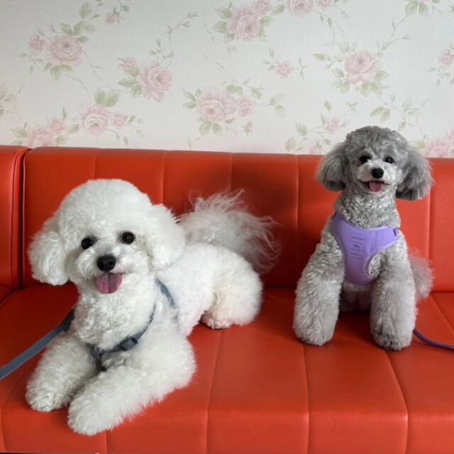 #卒業生 が遊びに来てくれました🌟

#担当犬 の#ビションフリーゼ のすいくんと#トイプードル のネルちゃんも一緒に来てくれました💘🐕️

近況報告をしに来てくれました😄👏
可愛い担当犬達にも会えてとても良かったです😊💕

学生への差し入れもどうもありがとう🥰
また遊びにきてね🤗
🐾
🐾
🐾⁡
⁡⁡⁡#いばらきどうぶつ専門学校 いばらき動物専門学院 動物専門学校 いばどう 土浦市 トリマー ドッグトレーナー 動物看護師 動物臨床助士 飼育員 実習 パートナードッグ 可愛い iASC いば動 茨城 動物 専門 学校 犬 オープンキャンパス 体験会 水戸動物専門学校  可愛い卒業生 iASC自慢の卒業生