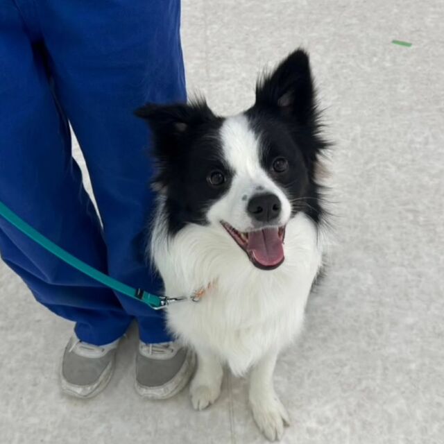 #今日の訓練実習のワンちゃん🐶

#ボーダーコリー の「エルモ」くん🍪

横についてにっこり笑顔☺️

🐾⁡
⁡ 🐾⁡
⁡🐾⁡
⁡#いばらきどうぶつ専門学校 #いばらき動物専門学院 #動物専門学校 動物 トリマー ドッグトレーナー 家庭犬訓練士 動物看護師 動物臨床助士 飼育員 🐶 dog doglovers 土浦 土浦駅 水戸 水戸動物専門学校  つくば 日立 担当犬 パートナードッグ 犬 かわいい⁡⁡オンリーワンちゃん　ボーダーコリー