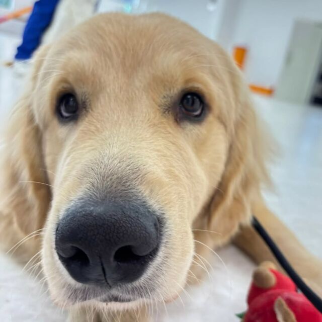 #今日の訓練実習のワンちゃん🐶

#ゴールデンレトリーバー の「こたろう」くん🦮

まったりおもちゃで遊んでます🎵
🐾⁡
⁡ 🐾⁡
⁡🐾⁡
⁡#いばらきどうぶつ専門学校 #いばらき動物専門学院 #動物専門学校 動物 トリマー ドッグトレーナー 家庭犬訓練士 動物看護師 動物臨床助士 飼育員 🐶 dog doglovers 土浦 土浦駅 水戸 水戸動物専門学校  つくば 日立 担当犬 パートナードッグ 犬 かわいい⁡⁡オンリーワンちゃん　ボーダーコリー