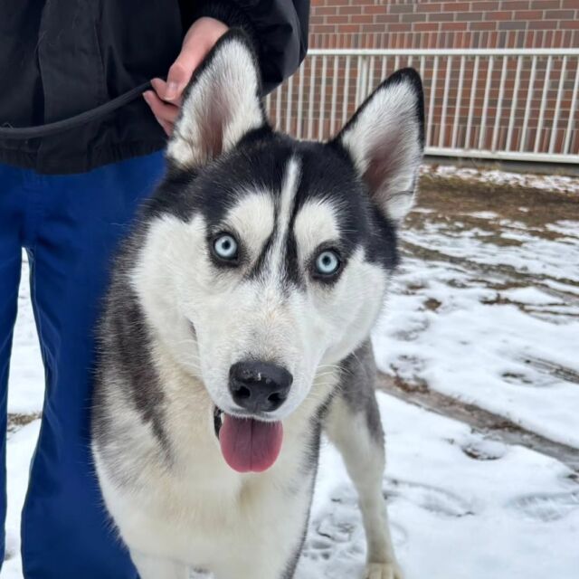 #今日の訓練実習のワンちゃん🐶

#シベリアンハスキー の「じん」くん🐺

雪に大興奮🔥
🐾⁡
⁡ 🐾⁡
⁡🐾⁡
⁡#いばらきどうぶつ専門学校 #いばらき動物専門学院 #動物専門学校 動物 トリマー ドッグトレーナー 家庭犬訓練士 動物看護師 動物臨床助士 飼育員 🐶 dog doglovers 土浦 土浦駅 水戸 水戸動物専門学校  つくば 日立 担当犬 パートナードッグ 犬 かわいい⁡⁡オンリーワンちゃん　ボーダーコリー