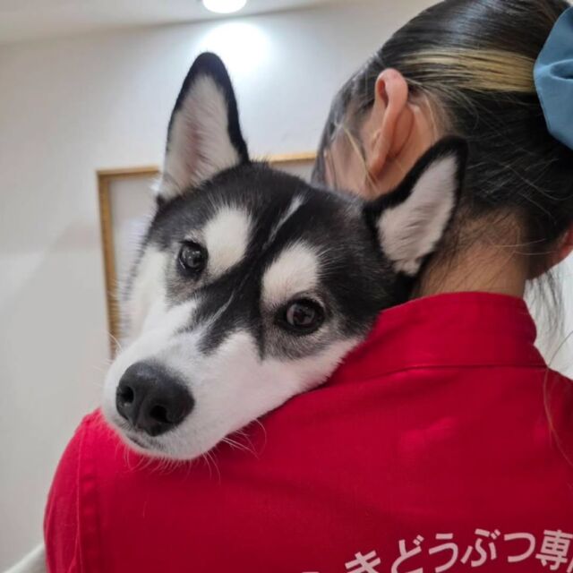 本日はオープンキャンパスにご参加いただきありがとうございました✨

可愛いワンちゃんたちとたくさん体験した1日でした🌷
もう少しで進級の時期‼️
ぜひ、進級前に進路の参考に遊びにきてください🎶

写真はたくさん触ってもらって満足な#ハスキー の月音ちゃんとまだまだ遊び足りない#イタグレ のレアちゃん、ウィルくん、#シェルティ のしおんちゃん💕

イベントの日程やご予約はプロフィール欄から
HPへGO👉@iasc_iasc
🐾
🐾
🐾
⁡⁡⁡⁡⁡⁡#いばらきどうぶつ専門学校 #いばらき動物専門学院 動物専門学校 いばどう 土浦市 トリマー ドッグトレーナー 動物看護師 動物臨床助士 飼育員 ライセンス取得 パートナードッグ iASC いば動 茨城 動物 専門 学校 犬 オープンキャンパス