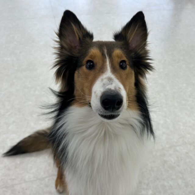 #今日の訓練実習のワンちゃん🐶

#シェットランドシープドッグ の「大桜」くん🌸
⁡
ノーリード訓練🔥
毎日頑張っててえらい🫡💞
🐾⁡
⁡ 🐾⁡
⁡🐾⁡
⁡#いばらきどうぶつ専門学校 #いばらき動物専門学院 #動物専門学校 動物 トリマー ドッグトレーナー 家庭犬訓練士 動物看護師 動物臨床助士 飼育員 🐶 dog doglovers 土浦 土浦駅 水戸 水戸動物専門学校  つくば 日立 担当犬 パートナードッグ 犬 かわいい⁡⁡オンリーワンちゃん