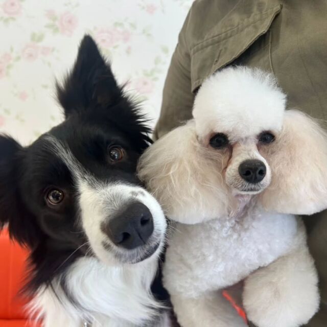 卒業生が遊びに来てくれました👏✨

学生のころお世話をしてくれていたトイプードルのビートちゃんをお迎えに来てくれました🐶💕

担当犬 のししまるくんと仲良くね✨

また遊びにきてね🤗
🐾
🐾
🐾⁡
⁡⁡⁡#いばらきどうぶつ専門学校 #いばらき動物専門学院 動物専門学校 #いばどう 土浦市 トリマー ドッグトレーナー 動物看護師 動物臨床助士 飼育員 実習 パートナードッグ 可愛い iASC いば動 茨城 動物 専門 学校 犬 オープンキャンパス 体験会 水戸動物専門学校  ミニチュアシュナウザー シュナウザー #可愛い卒業生 #iASC自慢の卒業生