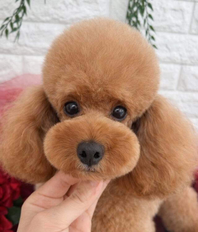 #トイプードル の「パリ」ちゃん🍫
⁡
ふわふわもこもこ🛁
きゅるきゅるお目目がチャームポイントです🥺
⁡ 🐾⁡
⁡🐾⁡
⁡#いばらきどうぶつ専門学校 #いばらき動物専門学院 #動物専門学校 動物 トリマー ドッグトレーナー 家庭犬訓練士 動物看護師 動物臨床助士 飼育員 🐶 dog doglovers 土浦 土浦駅 水戸 水戸動物専門学校  つくば 日立 担当犬 パートナードッグ 犬 かわいい⁡⁡