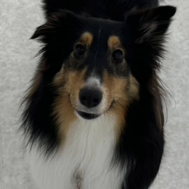 #今日の訓練実習のワンちゃん🐶
#シェルティ の「ラテ」ちゃん☕
⁡
お目々くりくりとっても可愛い💕
🐾
⁡ 🐾⁡
⁡🐾⁡
⁡#いばらきどうぶつ専門学校 #いばらき動物専門学院 #動物専門学校 動物 トリマー ドッグトレーナー 家庭犬訓練士 動物看護師 動物臨床助士 飼育員 🐶 dog doglovers 土浦 土浦駅 水戸 水戸動物専門学校  つくば 日立 担当犬 パートナードッグ 犬 かわいい⁡⁡オンリーワンちゃん