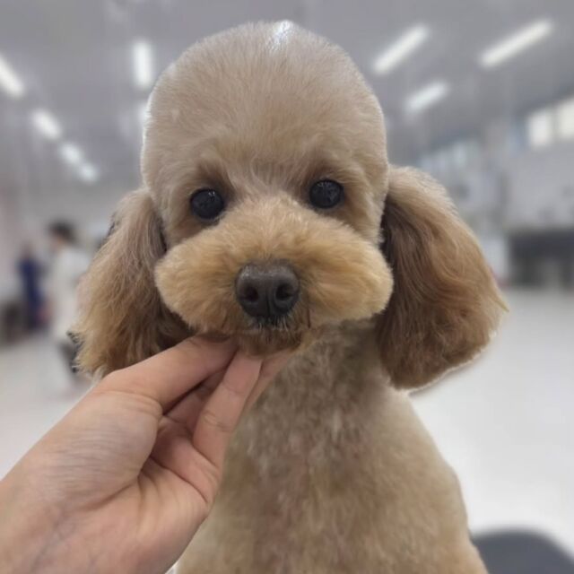 #トイプードル の「おはな」ちゃん🌸
⁡

トリミング頑張りました👏✨
大人しいけど甘えん坊なところも可愛い💕
⁡ 🐾⁡
⁡🐾⁡
⁡#いばらきどうぶつ専門学校 #いばらき動物専門学院 #動物専門学校 #動物