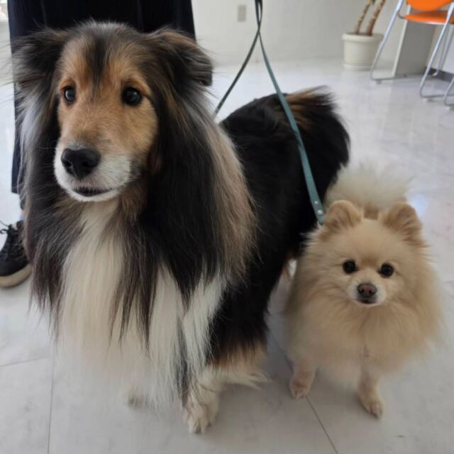 卒業生が遊びに来てくれました👏✨

#シェットランドシープドッグ のりくくん＆#ポメラニアン のポンズちゃん🥰

いつも一緒に来てくれて、可愛い姿を見せてくれます💕

また遊びにきてね🤗
🐾
🐾
🐾⁡
⁡⁡⁡#いばらきどうぶつ専門学校 #いばらき動物専門学院 動物専門学校 #いばどう 土浦市 トリマー ドッグトレーナー 動物看護師 動物臨床助士 飼育員 実習 パートナードッグ 可愛い iASC いば動 茨城 動物 専門 学校 犬 オープンキャンパス 体験会 水戸動物専門学校  可愛い卒業生 iASC自慢の卒業生