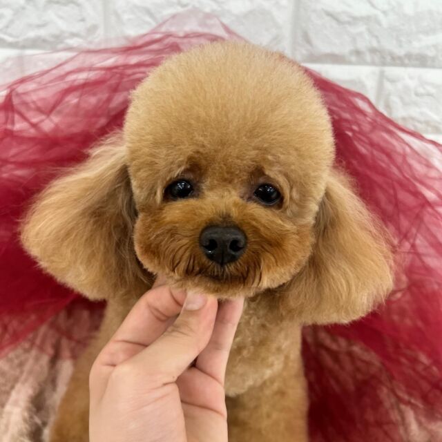 #トイプードル の「金太郎」くん💰
⁡
⁡
おっとりほわわ〜ん🤗
よく頑張りました〜😇
⁡ 🐾⁡
⁡🐾⁡
⁡#いばらきどうぶつ専門学校 #いばらき動物専門学院 #動物専門学校 #動物