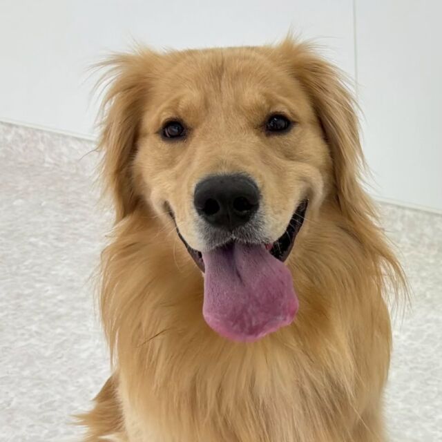 #今日の訓練実習のワンちゃん🐶

#ゴールデンレトリーバー の「NOA」くん🐕️
⁡
ニコニコいい笑顔☺️

🐾⁡
⁡ 🐾⁡
⁡🐾⁡
⁡#いばらきどうぶつ専門学校 #動物専門学校 #動物専門学校 トリマー ドッグトレーナー 家庭犬訓練士 動物看護師 動物臨床助士 飼育員 🐶 dog doglovers 土浦 土浦駅 水戸 水戸動物専門学校  つくば 日立 担当犬 パートナードッグ 犬 かわいい⁡⁡オンリーワンちゃん