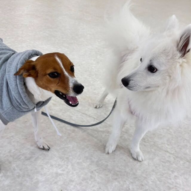 #今日の訓練実習のワンちゃん🐶

#ジャックラッセルテリア の「はる」ちゃん✨
#日本スピッツの「わたあめ」くん🌟

２頭仲良く訓練頑張りました😊👏

🐾⁡
⁡ 🐾⁡
⁡🐾⁡
⁡#いばらきどうぶつ専門学校 いばらき動物専門学院 動物専門学校 動物 トリマー ドッグトレーナー 家庭犬訓練士 動物看護師 動物臨床助士 飼育員 🐶 dog doglovers 土浦 土浦駅 水戸 水戸動物専門学校  つくば 日立 担当犬 パートナードッグ 犬 かわいい⁡⁡オンリーワンちゃん