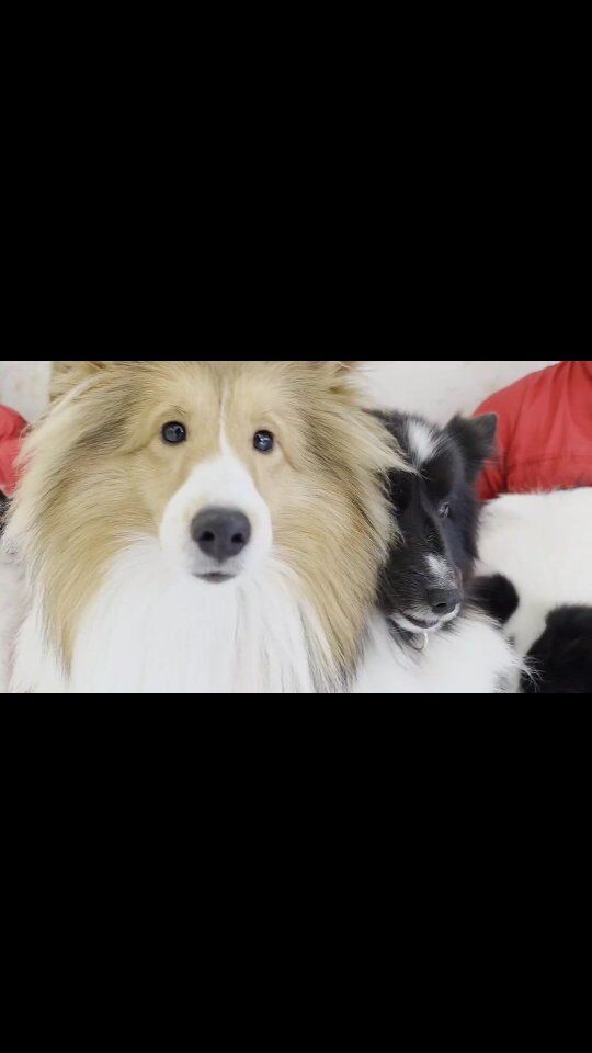 本日はオープンキャンパスにご参加いただきありがとうございました✨

可愛い#担当犬 ＆学校のワンちゃんたちと一緒にたくさん体験の1日でした🐕️💕

進路選択の参考にぜひ体験にお越し下さい🙇‍♀️🎶

イベントの日程やご予約はプロフィール欄から
HPへGO👉@iasc_iasc
🐾
🐾
🐾
⁡⁡⁡⁡⁡⁡#いばらきどうぶつ専門学校 #いばらき動物専門学院 #動物専門学校 #いばどう 土浦市 トリマー ドッグトレーナー 動物看護師 動物臨床助士 飼育員 ライセンス取得 パートナードッグ iASC いば動 茨城 動物 専門 学校 犬 オープンキャンパス