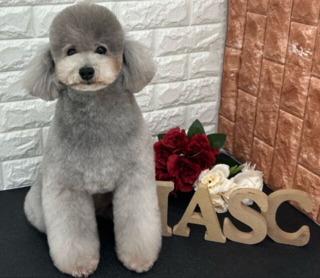 #今日の美容実習のワンちゃん 🐶

#トイプードル の「りた」ちゃん💞
⁡
よくがんばりましたぁ〜👼🏻
⁡ 🐾⁡
⁡🐾⁡⁡
🐾
⁡#いばらきどうぶつ専門学校 #いばどう #動物専門学校