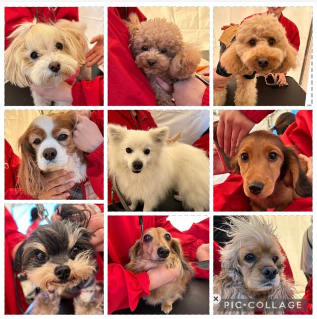 .
｢SippoFesta ｣に参加させていただきました✨️
⁡
プチグルーミング講座ブースにはたくさんのお客様が来てくださいました☺️たくさんのご利用ありがとうございました‼️
⁡
各ブース学生たちもよく頑張りました💪
たくさんの参加者様及びワンちゃんのお陰で学生にとっても良い経験になりました🥰
⁡
ありがとうございました🤗
🐾⁡
⁡🐾⁡
⁡🐾
#いばらきどうぶつ専門学校 
 #動物専門学校 #土浦市 #トリマー ドッグトレーナー 動物看護師 飼育員  ライセンス取得 仔犬 赤ちゃん 実習 パートナードッグ  いば動 茨城 動物 専門 学校  犬 いぬ パートナー