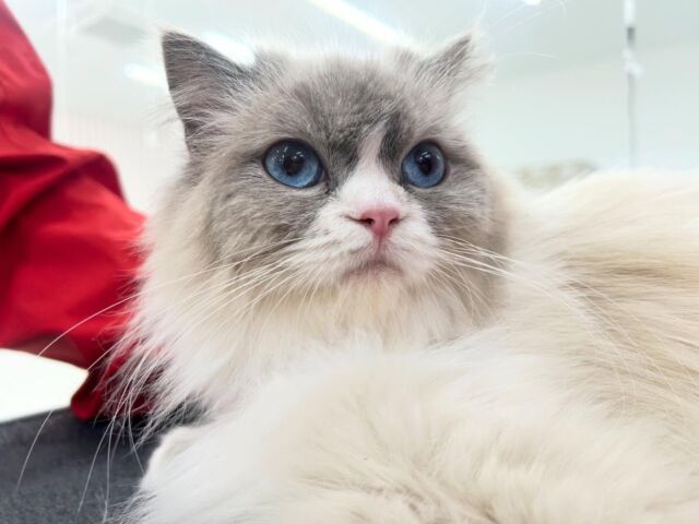 #今日の美容実習のねこちゃん 🐱

#ラグドール の「ちっぷ」ちゃん🍪🫶
⁡
ブルーのおめめがとっても綺麗🫧✨

⁡ 🐾⁡
⁡🐾⁡⁡
🐾
⁡#いばらきどうぶつ専門学校