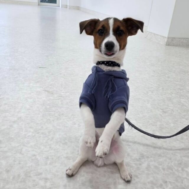 #今日の訓練実習のワンちゃん🐶

#ジャックラッセルテリア の「てん」くん🔥
⁡
一発芸も頑張ってます‼️

🐾⁡
⁡ 🐾⁡
⁡🐾⁡
⁡#いばらきどうぶつ専門学校 #動物専門学校 #動物専門学校 トリマー ドッグトレーナー 家庭犬訓練士 動物看護師 動物臨床助士 飼育員 🐶 dog doglovers 土浦 土浦駅 水戸 水戸動物専門学校  つくば 日立 担当犬 パートナードッグ 犬 かわいい⁡⁡オンリーワンちゃん