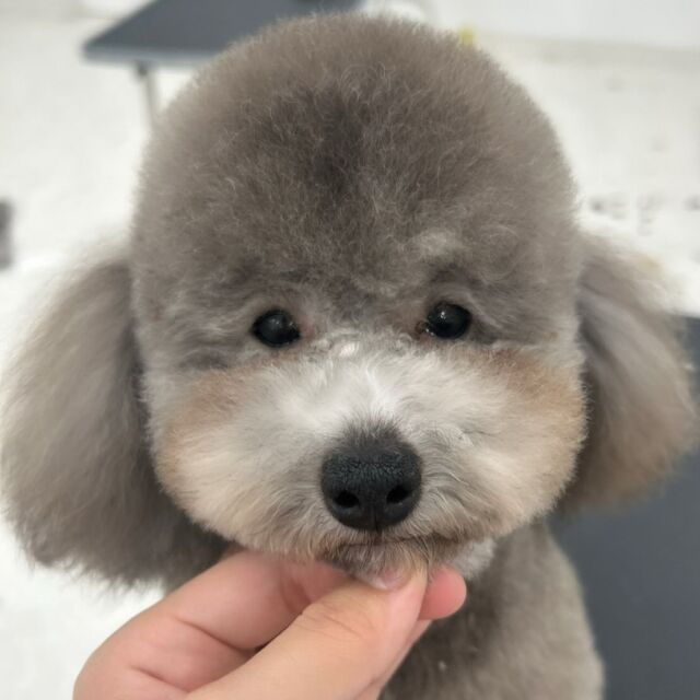 #今日の美容実習のワンちゃん 🐶

#トイプードル の「菊子」ちゃん🌼.*
⁡
あざといお顔がポイントです‼️
⁡ 🐾⁡
⁡🐾⁡⁡
🐾
⁡#いばらきどうぶつ専門学校 #いばどう #動物専門学校