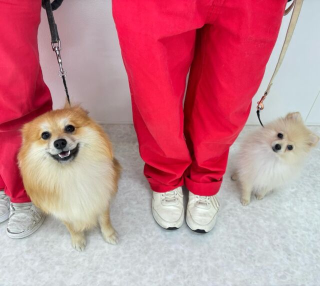 #今日の訓練実習のワンちゃん🐶

#ポメラニアン コンビ「つな」⁡ちゃん「モナカくん」♥
⁡
毎日一緒に訓練頑張ってます💪
🐾⁡
⁡ 🐾⁡
⁡🐾⁡
⁡#いばらきどうぶつ専門学校 #動物専門学校 #いばどう