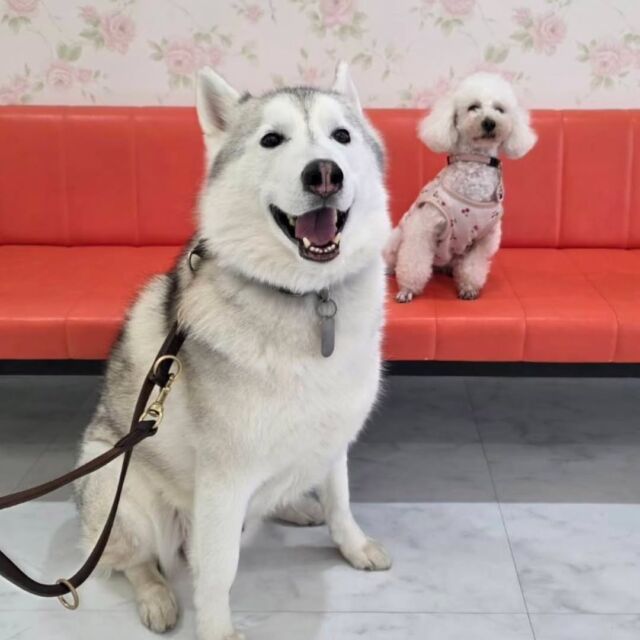 卒業生が遊びに来てくれました👏✨

#担当 ハスキー のアルくん＆トイプードルのあーちゃん💕も一緒に来てくれました✨

お仕事のお話も聞けて良かったです☺️

また遊びにきてね🤗
🐾
🐾
🐾⁡
⁡⁡⁡#いばらきどうぶつ専門学校 #動物専門学校 #いばどう 土浦市