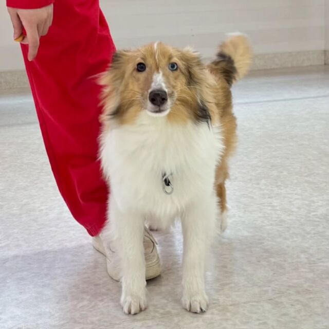 #今日の訓練実習のワンちゃん🐶

#シェットランドシープドッグ 「シオン」ちゃん🥰
⁡
名前を呼ぶとお耳がなくなっちゃう💕
🐾⁡
⁡ 🐾⁡
⁡🐾⁡
⁡#いばらきどうぶつ専門学校 #動物専門学校 #動物専門学校