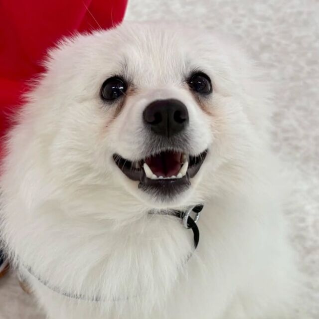 #今日の訓練実習のワンちゃん🐶

#日本スピッツ 「キア」ちゃん✨

⁡
いつも楽しそう🎶

🐾⁡
⁡ 🐾⁡
⁡🐾⁡
⁡#いばらきどうぶつ専門学校 #動物専門学校 #いばどう
