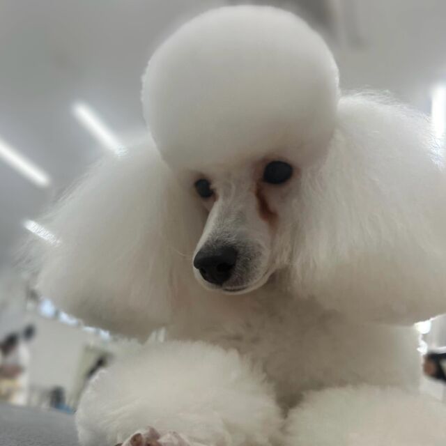 #今日の美容実習のワンちゃん 🐶

#トイプードル の男の子「ヴォブ」くん💣︎💕︎
⁡
長いコートをカットダウン✂️🪄︎︎✨
⁡ 🐾⁡
⁡🐾⁡⁡
🐾
⁡#いばらきどうぶつ専門学校 #いばどう #動物専門学校