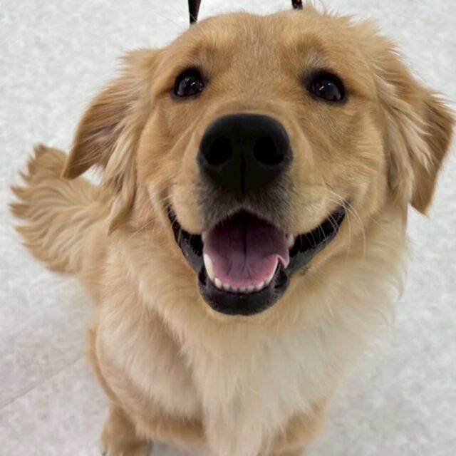 #今日の訓練実習のワンちゃん🐶

#ゴールデンレトリーバー 「おでん」くん🍢
⁡
ニコニコ笑顔かわいい💞

🐾⁡
⁡ 🐾⁡
⁡🐾⁡
⁡#いばらきどうぶつ専門学校 #動物専門学校 #動物専門学校 トリマー ドッグトレーナー 家庭犬訓練士 動物看護師 動物臨床助士 飼育員 🐶 dog doglovers 土浦 土浦駅 水戸 水戸動物専門学校  つくば 日立 担当犬 パートナードッグ 犬 かわいい⁡⁡オンリーワンちゃん