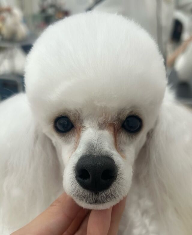 #今日の美容実習のワンちゃん 🐶

#トイプードル の男の子「ベッツ」くん⚾️
⁡
トリミング中ず〜とルンルン🎶
⁡ 🐾⁡
⁡🐾⁡⁡
🐾
⁡#いばらきどうぶつ専門学校 #いばどう #動物専門学校