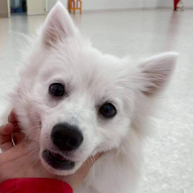 #今日の訓練実習のワンちゃん🐶

#日本スピッツ 「りりぃ」ちゃん✨

⁡
一発芸も頑張ってます‼️🙌
🐾⁡
⁡ 🐾⁡
⁡🐾⁡
⁡#いばらきどうぶつ専門学校 #動物専門学校 #いばどう