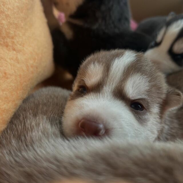 天使降臨👼
#シベリアンハスキー のベビちゃんです🍼💕
⁡
おめめがあきました👀💕
愛くるしいベビちゃんにメロメロです😌💓

🐾
🐾
🐾
#いばらきどうぶつ専門学校 #いばらき動物専門学院 #動物専門学校 #いばどう 土浦市 トリマー ドッグトレーナー 動物看護師 動物臨床助士 飼育員 ライセンス取得 実習 パートナードッグ 可愛い iASC いば動 茨城 動物 専門 学校 犬 個別面談 体験会 ハスキー 子犬