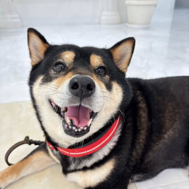 #卒業生 たちが遊びに来てくれました✨

#担当犬 の#柴犬  もみじちゃん🍁が遊びに来てくれました🐕️

おやつの差し入れもたくさんいただきました💕

いつもありがとう👏❣️

また遊びに来てね☺️
🐾
🐾
🐾⁡
⁡⁡⁡#いばらきどうぶつ専門学校 #いばらき動物専門学院