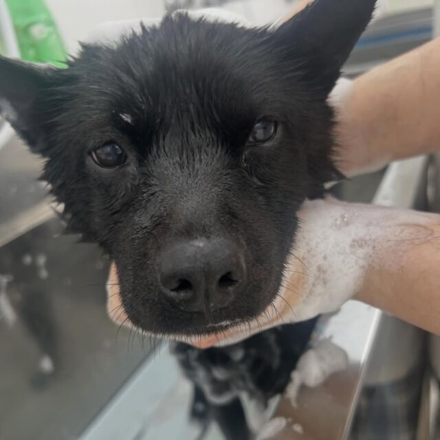 #今日の美容実習のワンちゃん 🐶
⁡
 #保護犬 の「クロミ」ちゃん😈🖤
⁡
おしとやかな女の子( ơ ᴗ ơ )♡
よく頑張りました💪💮
⁡ 🐾⁡
⁡🐾⁡⁡
🐾
⁡#いばらきどうぶつ専門学校 #いばどう #動物専門学校
