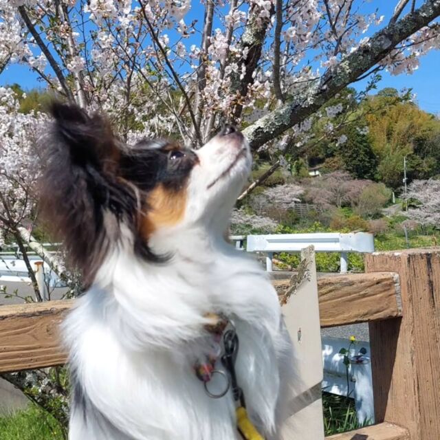 #担当犬と春休み🌸💕

#パピヨン のカノアくん🧸✨

ママと一緒にお花を見に行ったよ🌷
🐾
🐾
🐾
⁡#いばらきどうぶつ専門学校 #いばらき動物専門学院 #動物専門学校