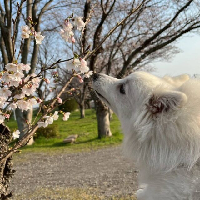 #担当犬と春休み🌸💕

#日本スピッツ の大我くん🐯
⁡
はじめての桜🌸興味津々でした🥺💞
🐾
🐾
🐾
⁡#いばらきどうぶつ専門学校 #いばどう #動物専門学校