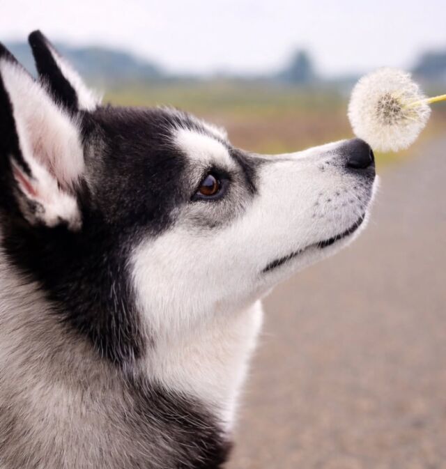 #担当犬と春休み🌸💕

#シベリアンハスキー の月音ちゃん🌙🎶
⁡
ママと一緒に色々な所へお散歩＆1歳のお誕生日会🎂
🐾
🐾
🐾
⁡#いばらきどうぶつ専門学校 #いばどう #動物専門学校