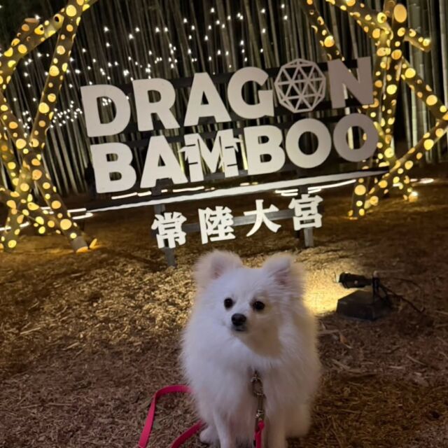 #担当犬と春休み🌸💕

#ポメラニアン のぷりんちゃん🍮❣️

竹と桜のライトアップに一緒に行きました✨
🐾
🐾
🐾
⁡#いばらきどうぶつ専門学校 #いばどう #動物専門学校