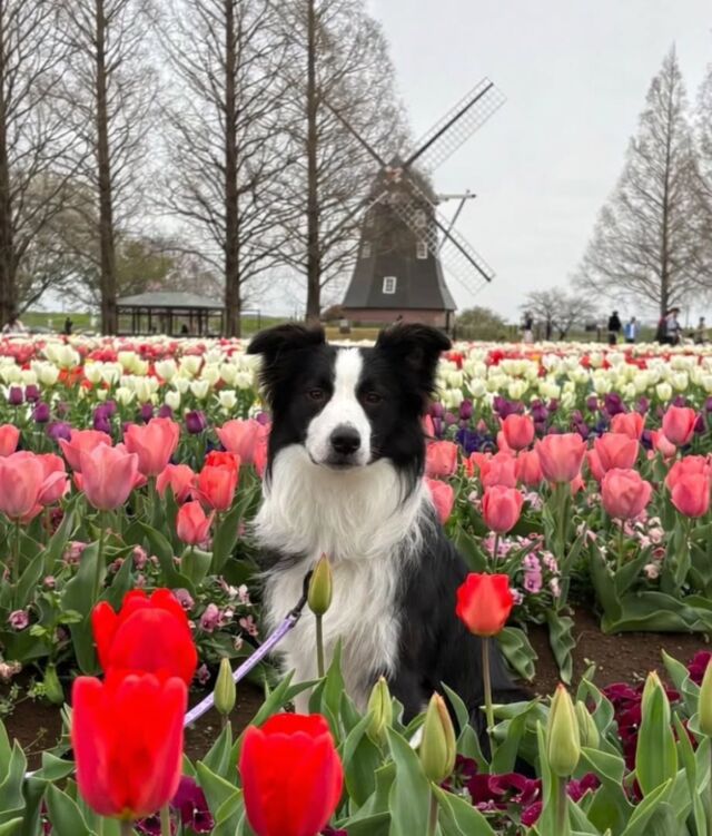 #担当犬と春休みの思い出🐕️

#ボーダーコリー のシェフくん👨‍🍳🩷
⁡
ママと綺麗なお花が囲まれた公園でのんびり🌷☀
とってもたのしい春休みでした👐❣️
🐾
🐾
🐾
⁡#いばらきどうぶつ専門学校 #いばどう #動物専門学校