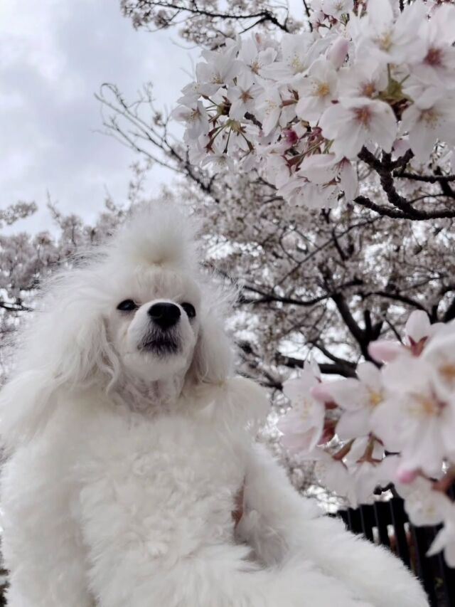 #担当犬と春休み❣️

#トイプードル のタフィーちゃん🩷
⁡
ママと一緒にお花見に行きました🌸
とってもキレイでした〜🎶
🐾
🐾
🐾
⁡#いばらきどうぶつ専門学校 #いばどう #動物専門学校