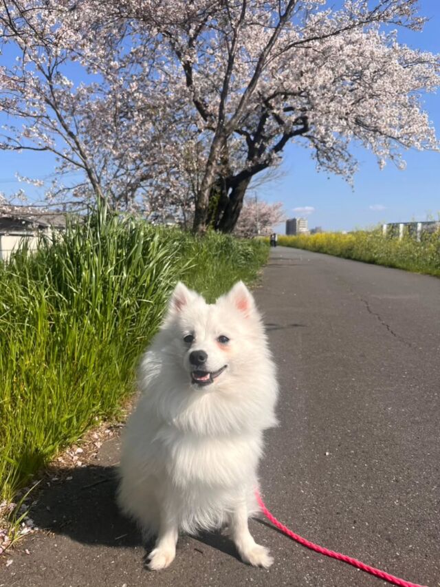 #担当犬と春休みの思い出🐕️

#日本スピッツ のきあちゃん🤍
⁡
川沿いの桜の道をママと一緒に歩きました❣️
暖かくなってきたね🌸✨
🐾
🐾
🐾
⁡#いばらきどうぶつ専門学校 #いばどう #動物専門学校